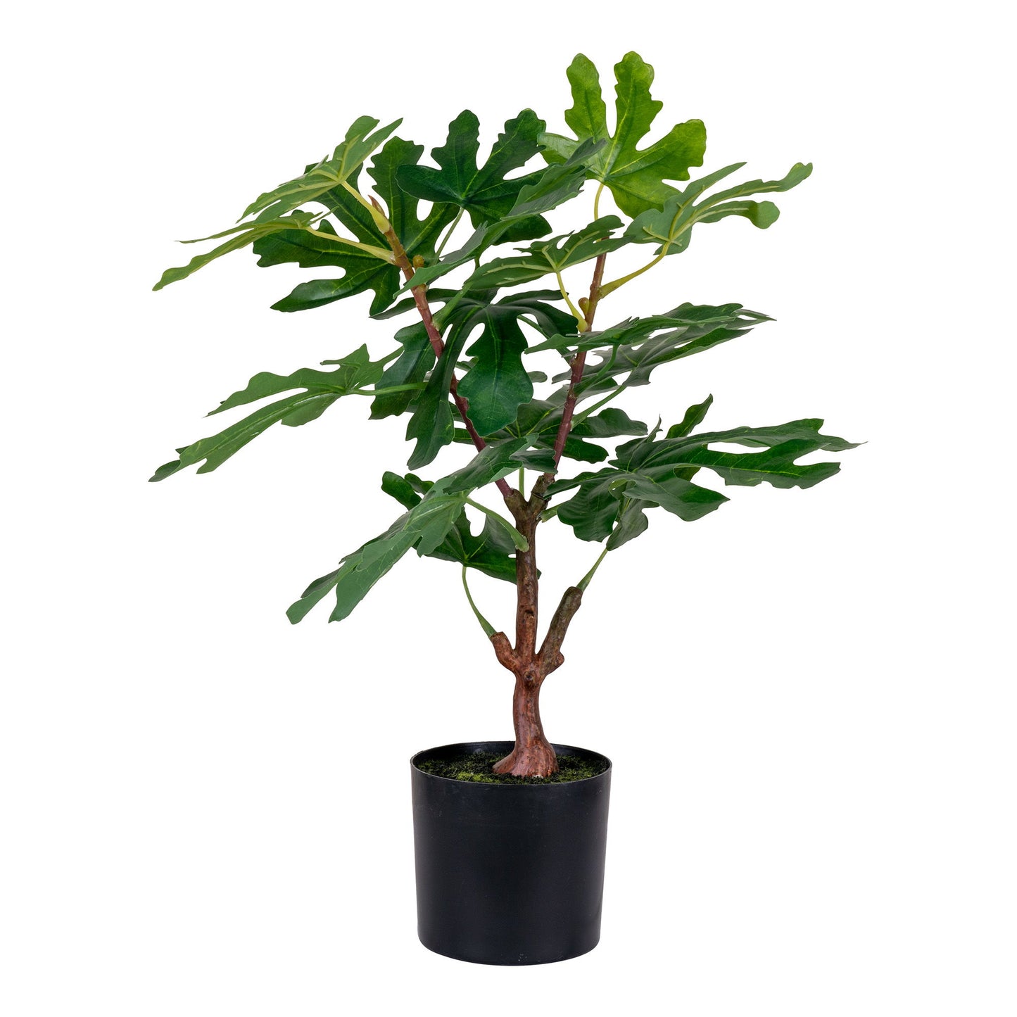 Medis FIG 9501110