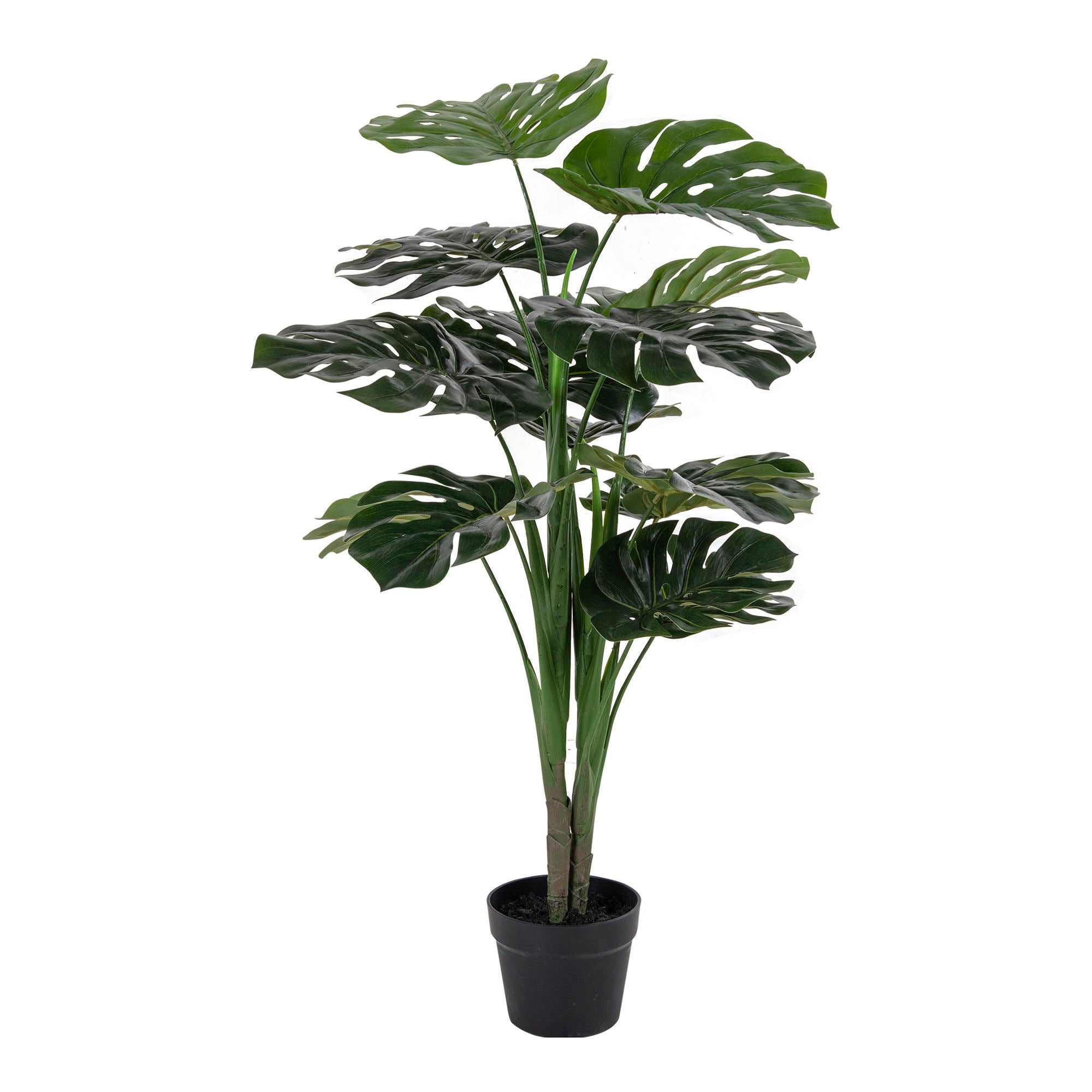 MONSTERA 9501000