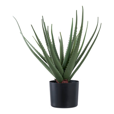 Vera ALOE 9501001