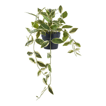 Carnosa HOYA 9501006