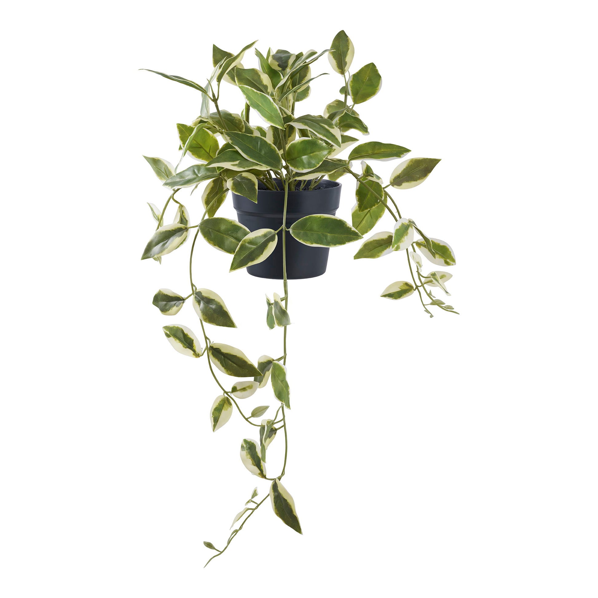 Carnosa HOYA 9501006