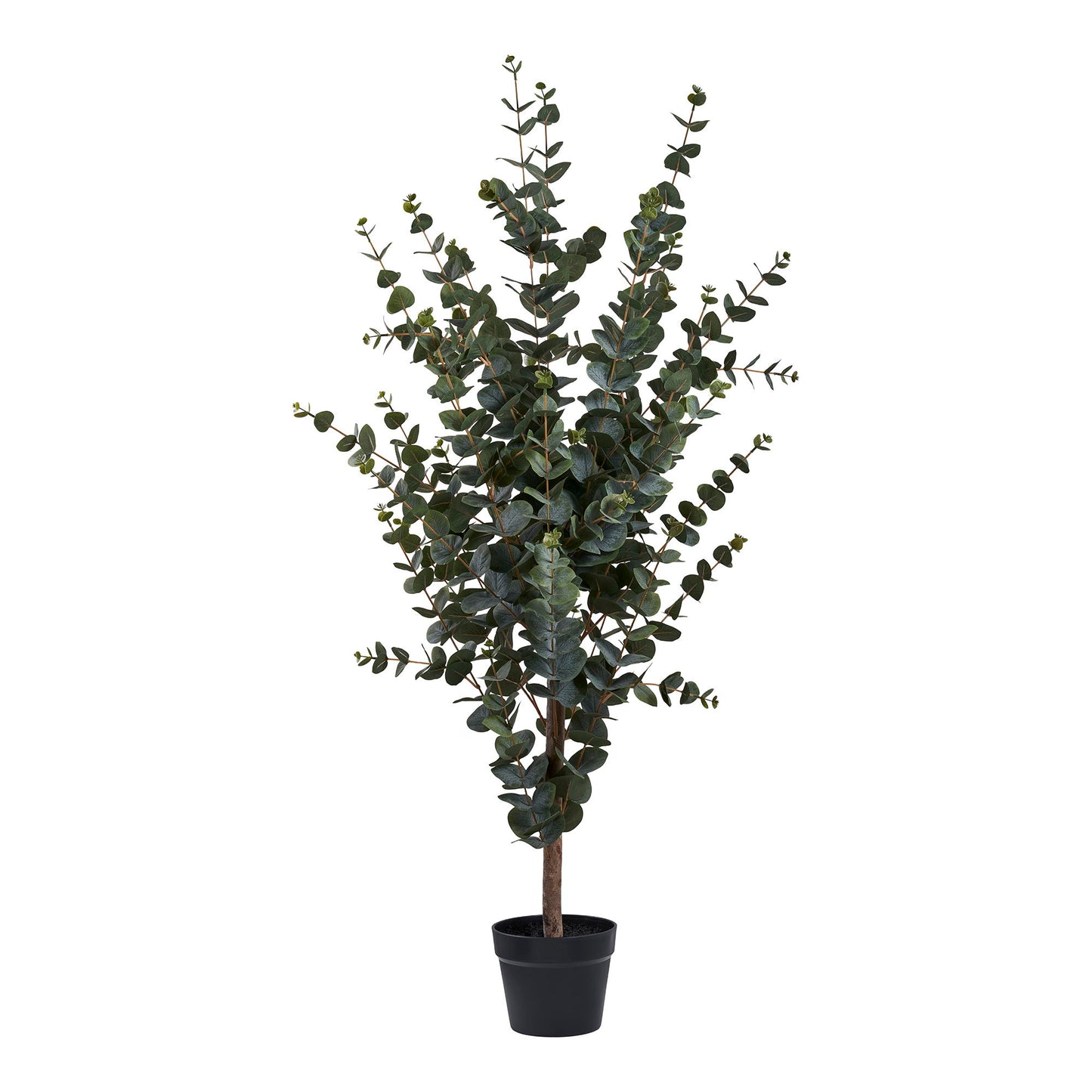 Medis EUCALYPTUS 9501015