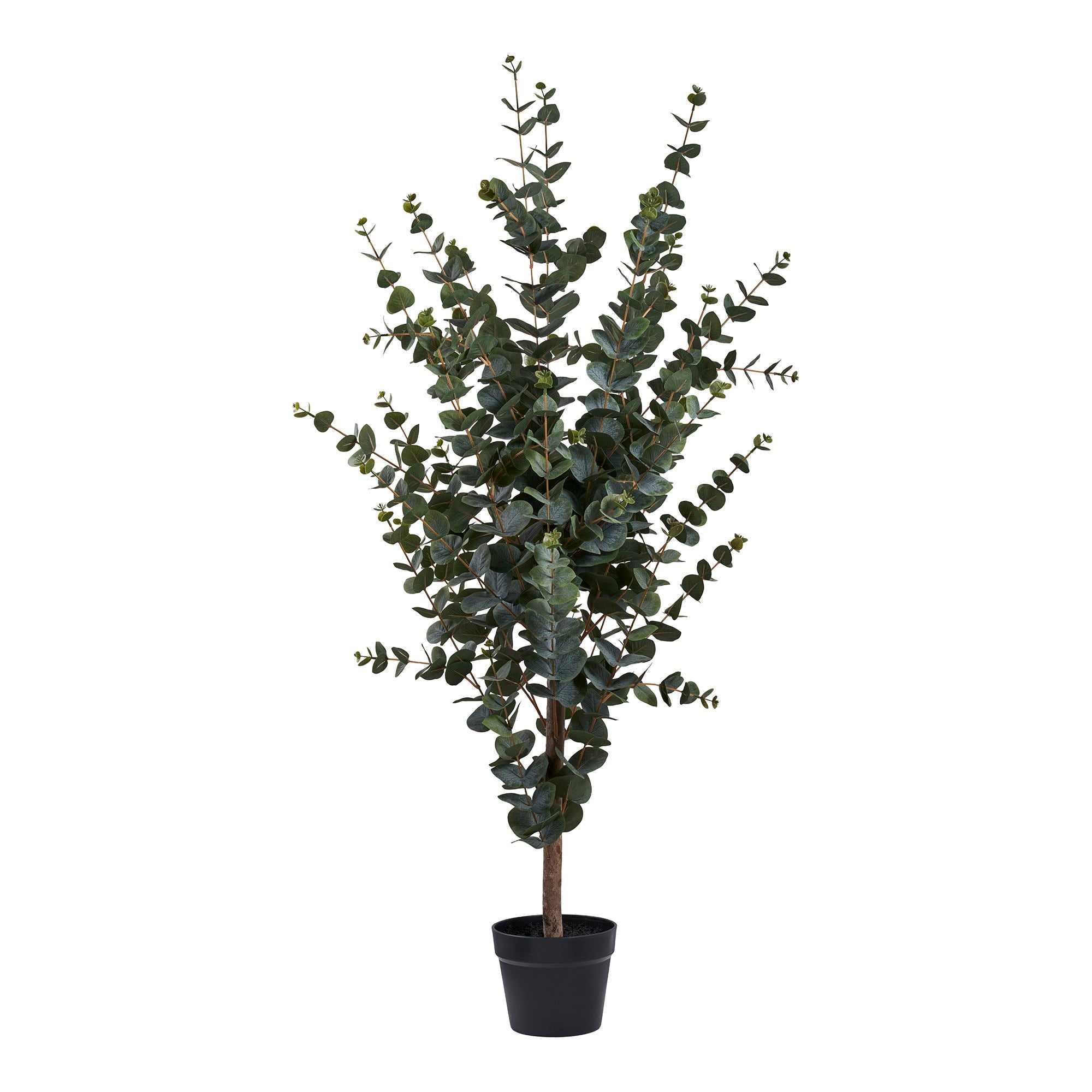 Medis EUCALYPTUS 9501015
