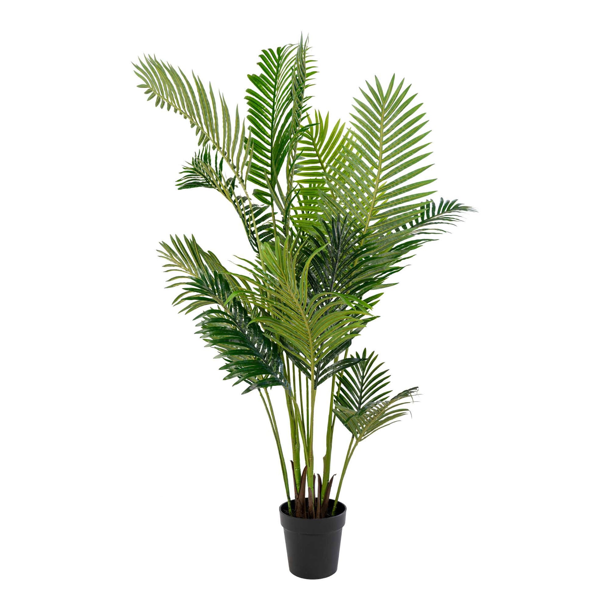 Palmė ARECA 9501020