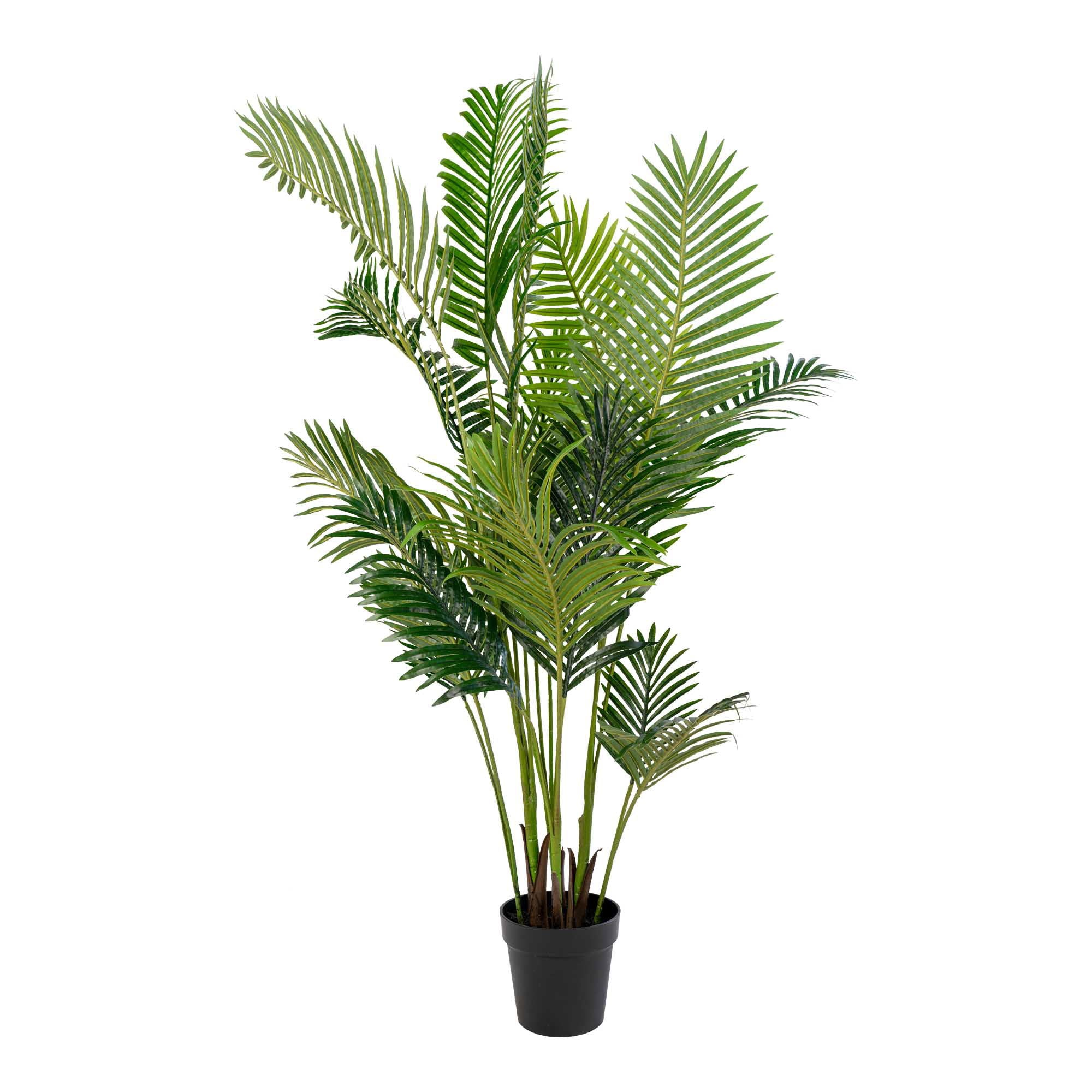 Palmė ARECA 9501020
