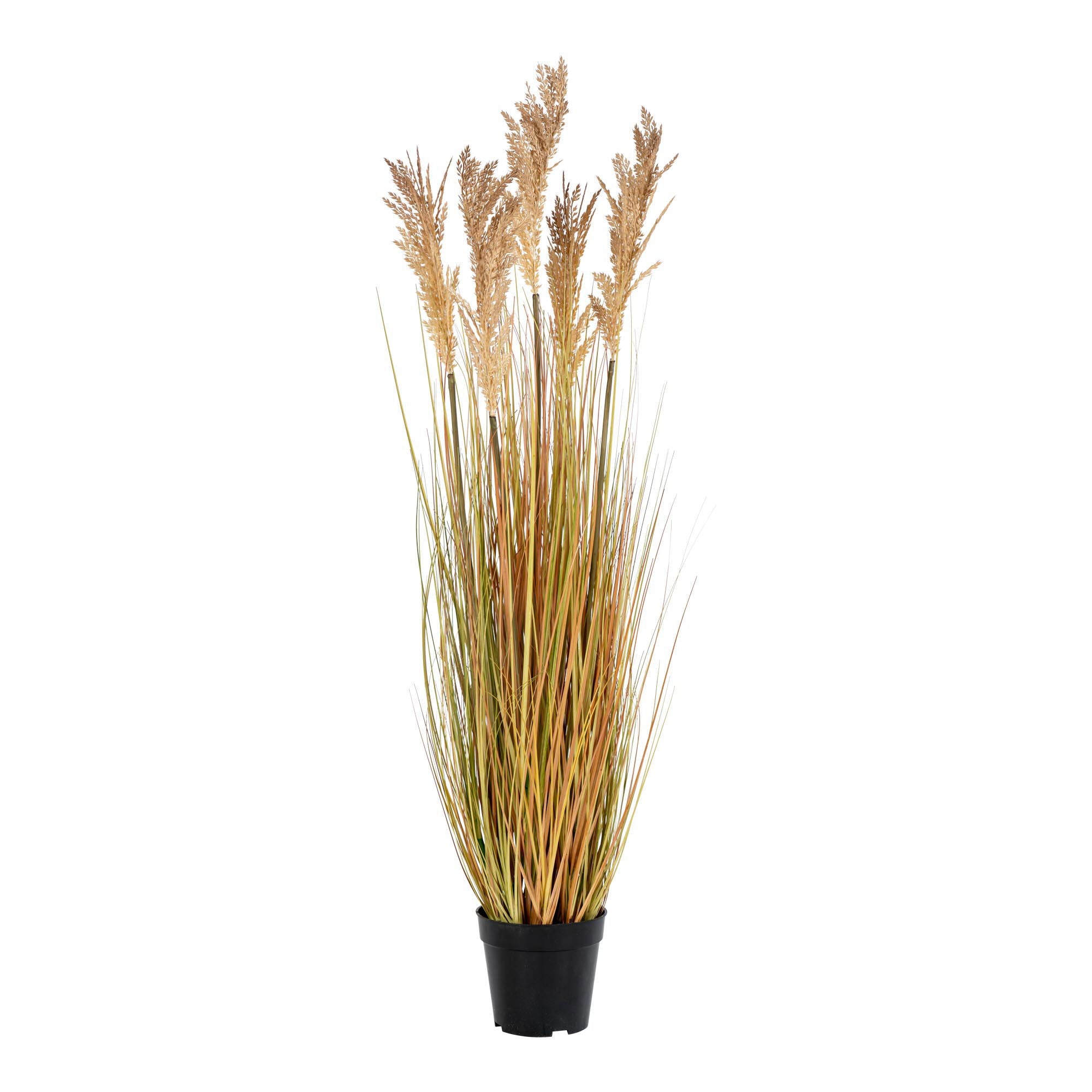 Zāle SORGHUM 9501070